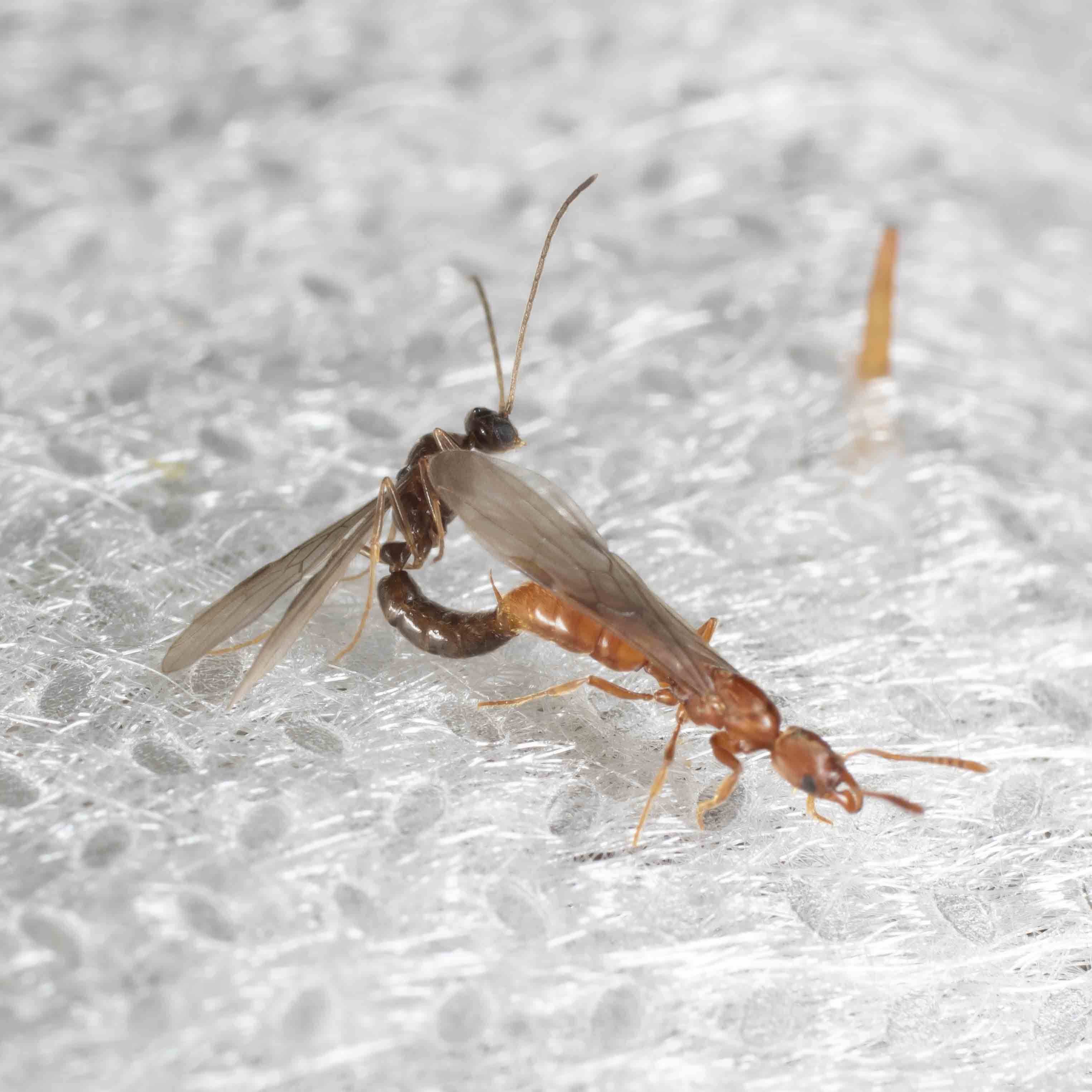 Formicidae: Cryptopone ochracea?